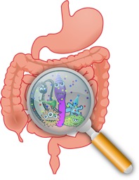 gut microbiome